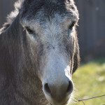 Milo the donkey
